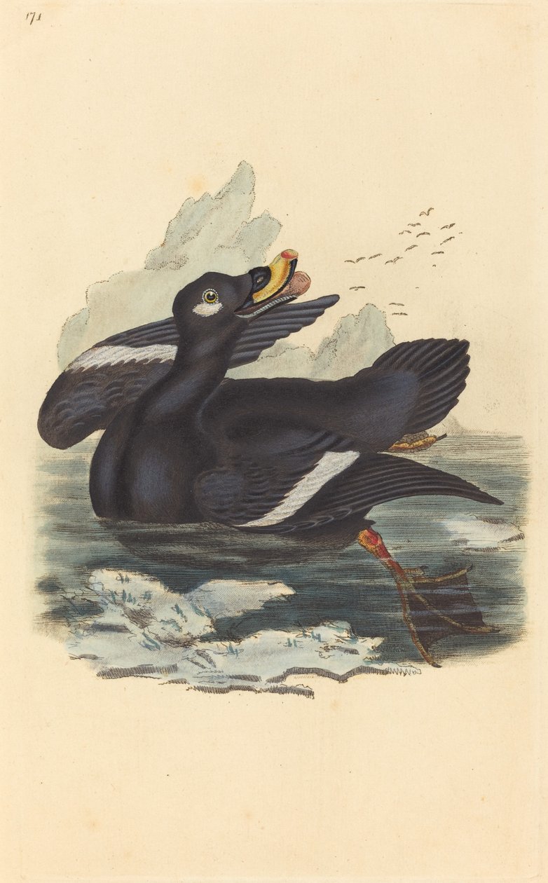 Velvet Duck tekijältä British 19th Century