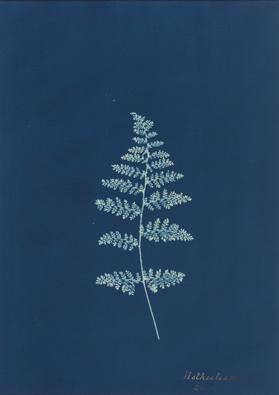 Hothocleana,c. 1850-luku (kuva) tekijältä British Photographer
