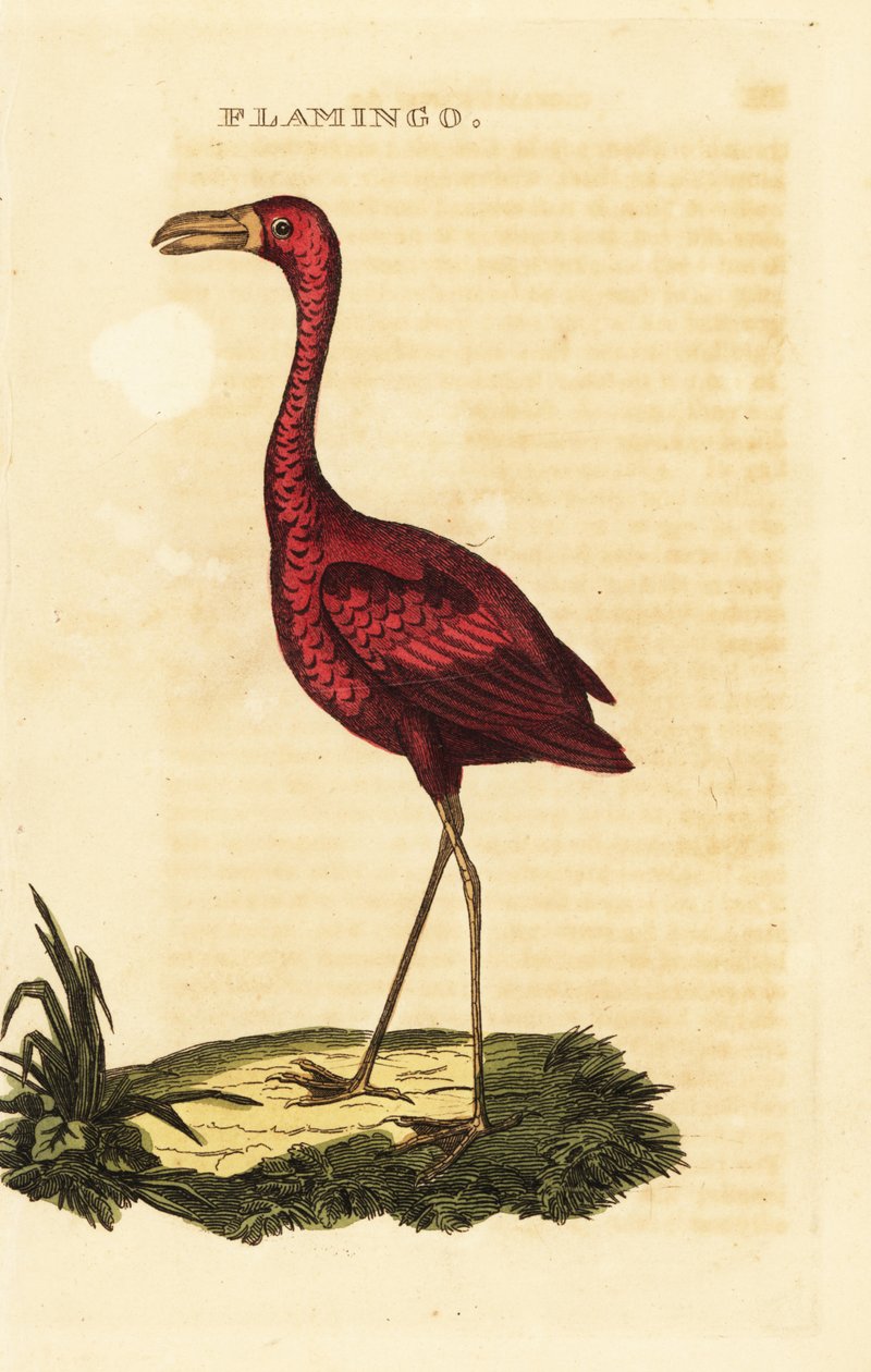Amerikkalainen flamingo, Phoenicopterus ruber tekijältä British School