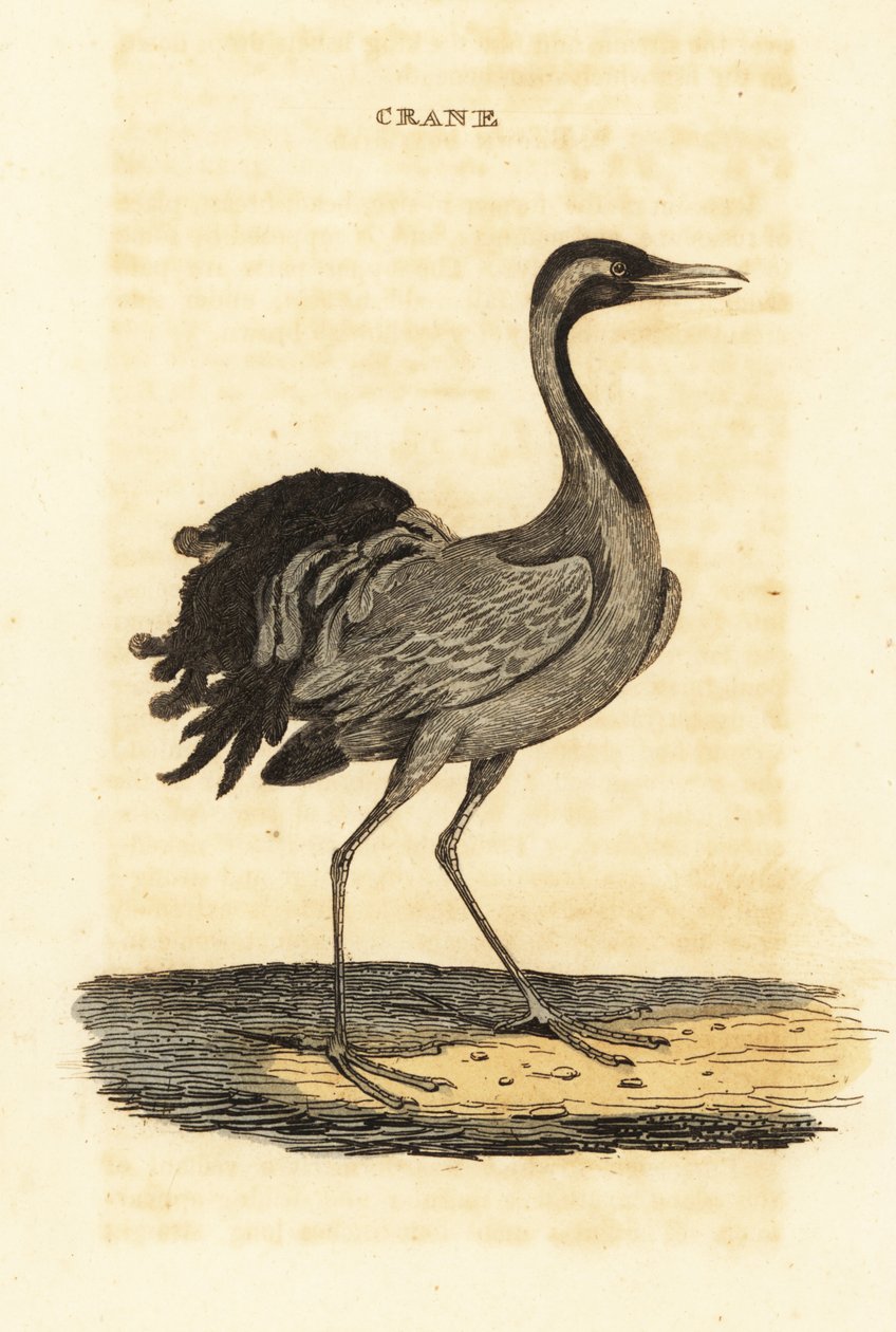 Demoiselle-nosturi, Grus virgo tekijältä British School