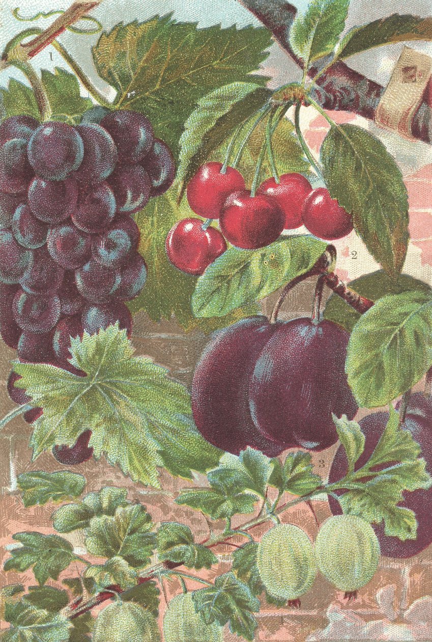 Hedelmät: viinirypäleet, kirsikat, luumut (väri litho) tekijältä British School