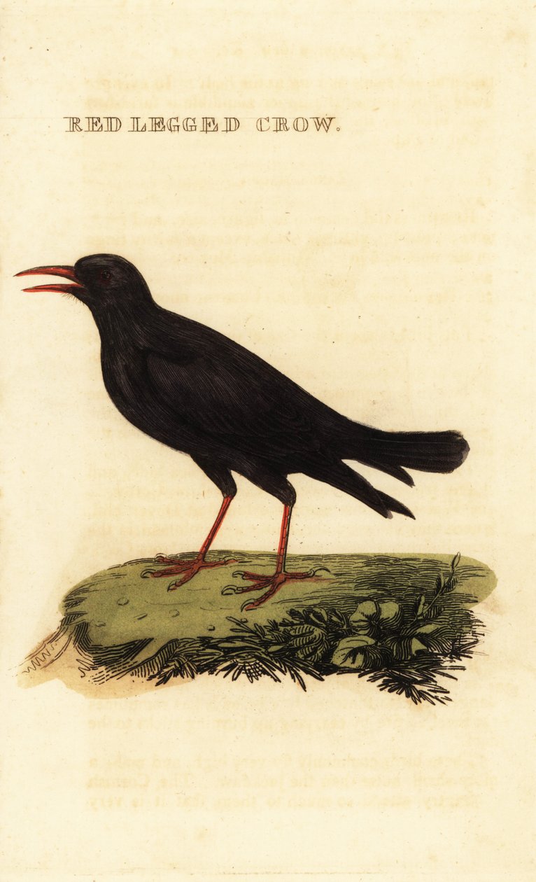 Punanukkanen, Pyrrhocorax pyrrhocorax tekijältä British School