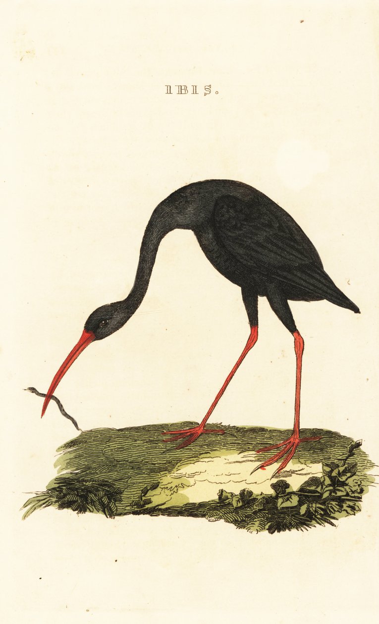 Teräväpyrstö ibis, Cercibis oxycerca tekijältä British School
