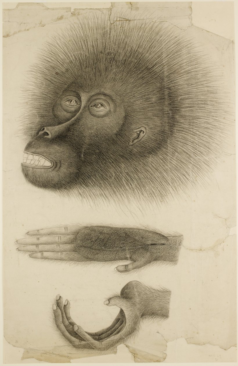 Orangutanin pää ja kädet, n. 1818-30 (kynä ja akvarelli paperille) tekijältä British School