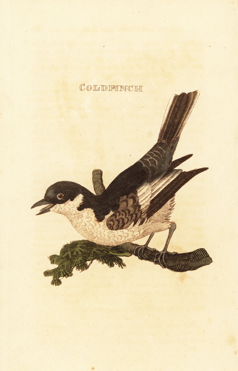 Valkoinen wagtail, Motacilla alba tekijältä British School