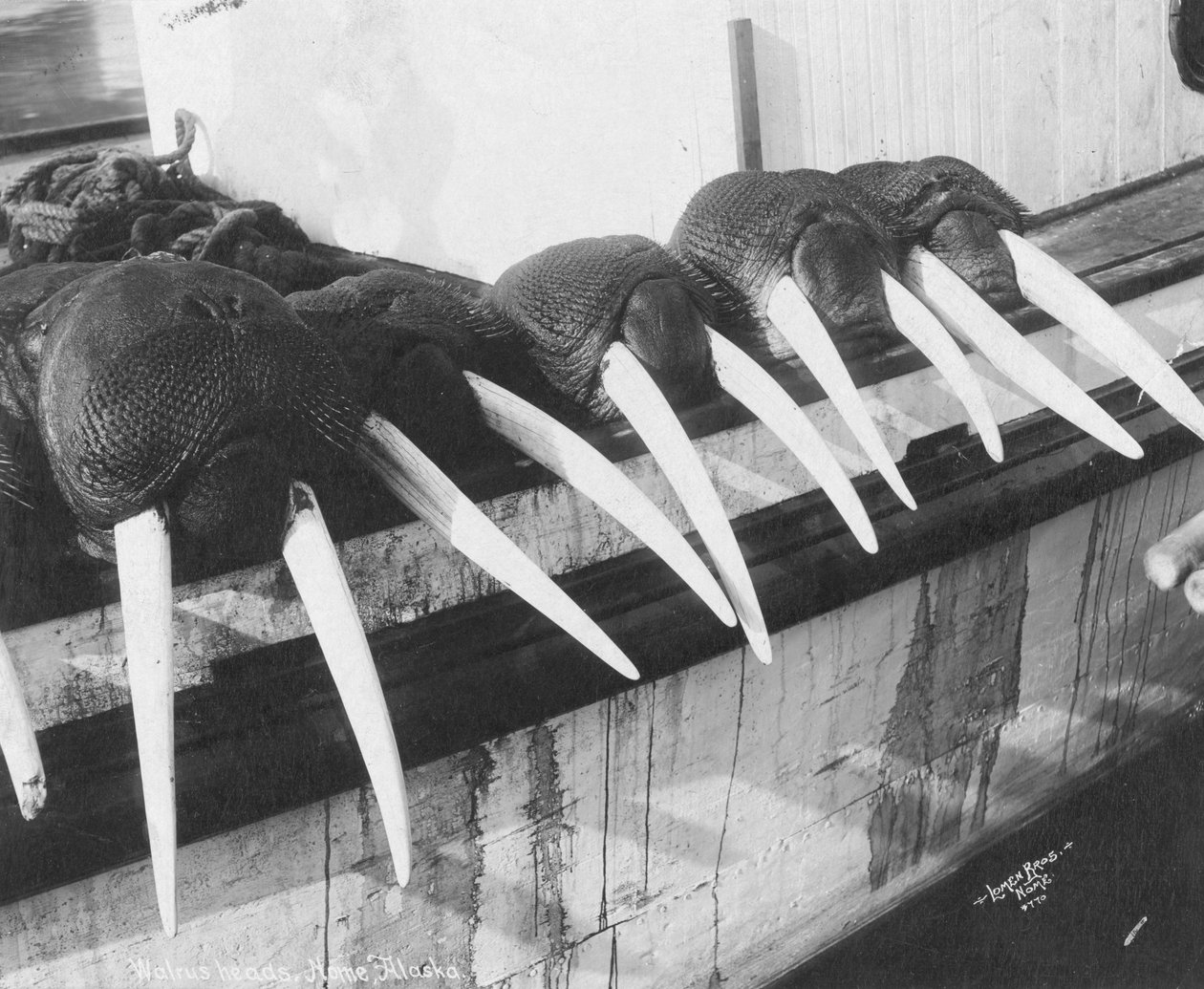 Mursun syöksyhampaat, Nome, Alaska, noin 1931 (kuva). tekijältä Brothers Lomen