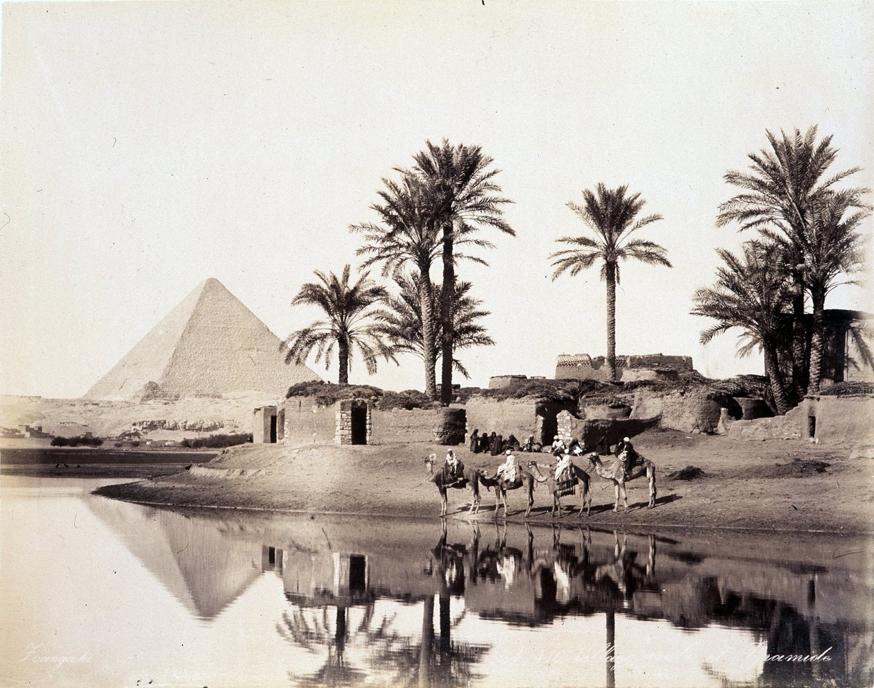 Kamelit juomassa Egyptin pyramidien juurella - Zangali-veljesten valokuva, 1800-luvun loppu tekijältä Brothers Zangaki