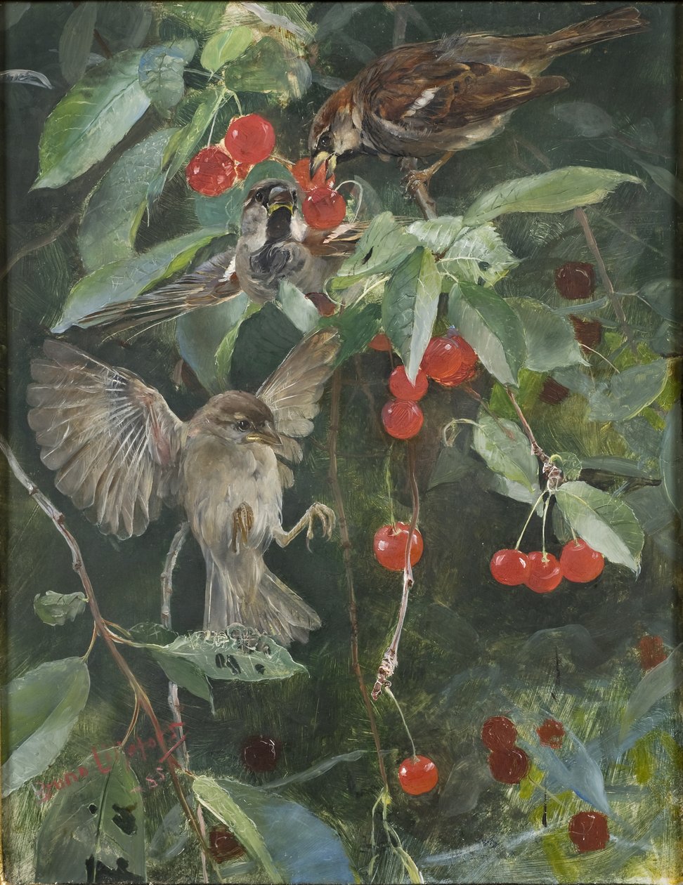 Varpuset kirsikkapuussa, 1885 tekijältä Bruno Andreas Liljefors