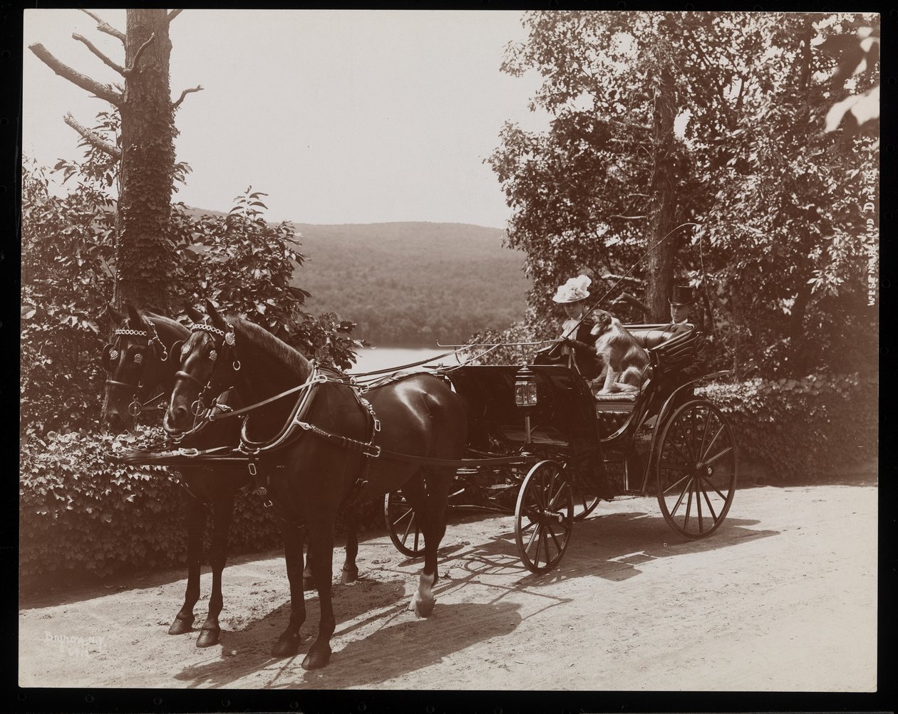 Nainen ja koira hevoskärryissä, 1899 (hopeagelatiiniprintti) tekijältä Byron Company
