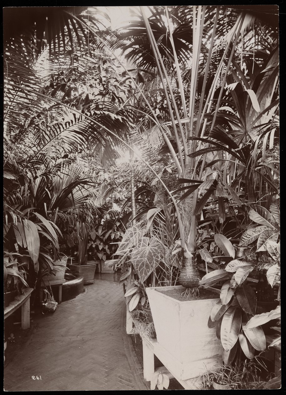 Kasvit kasvihuoneessa Helen Gouldin kartanolla (myöhäinen Jay Gouldin asuinpaikka) Tarrytownissa, New Yorkissa, 1894 (hopeagelatiiniprintti) tekijältä Byron Company
