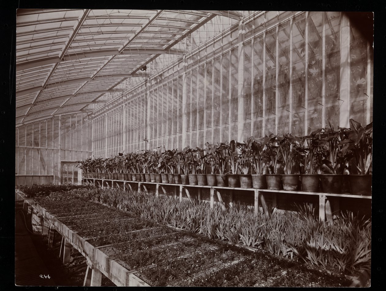Kasvit kasvihuoneessa Helen Gouldin kartanolla (myöhäinen Jay Gouldin asuinpaikka) Tarrytownissa, New Yorkissa, 1894 (hopeagelatiiniprintti) tekijältä Byron Company