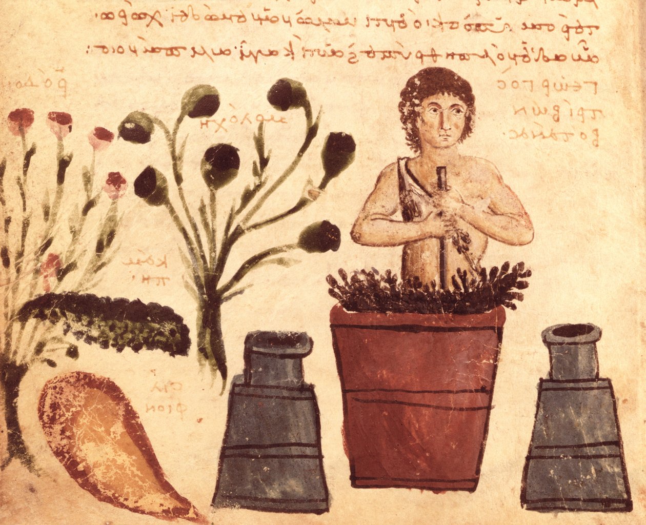 Ms Supp Grec 247 fol.5 Talonpoika, joka valmistaa voidetta käärmeiltä suojaamiseksi Colofonin Nicanderin Theriacasta (2. vuosisadalla eKr.) tekijältä Byzantine