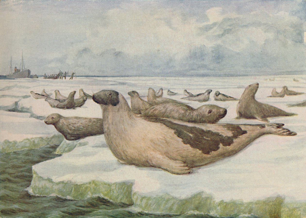 "Seal-Hunting, Newfoundland", 1916 tekijältä C.G Lowther