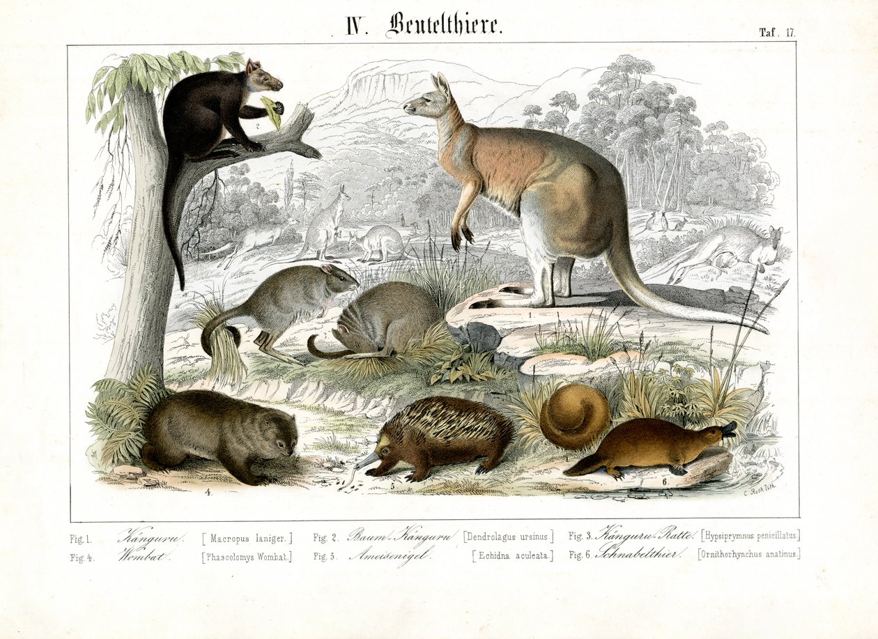 Australian marsupiaalit ja monotremes tekijältä C. Roth