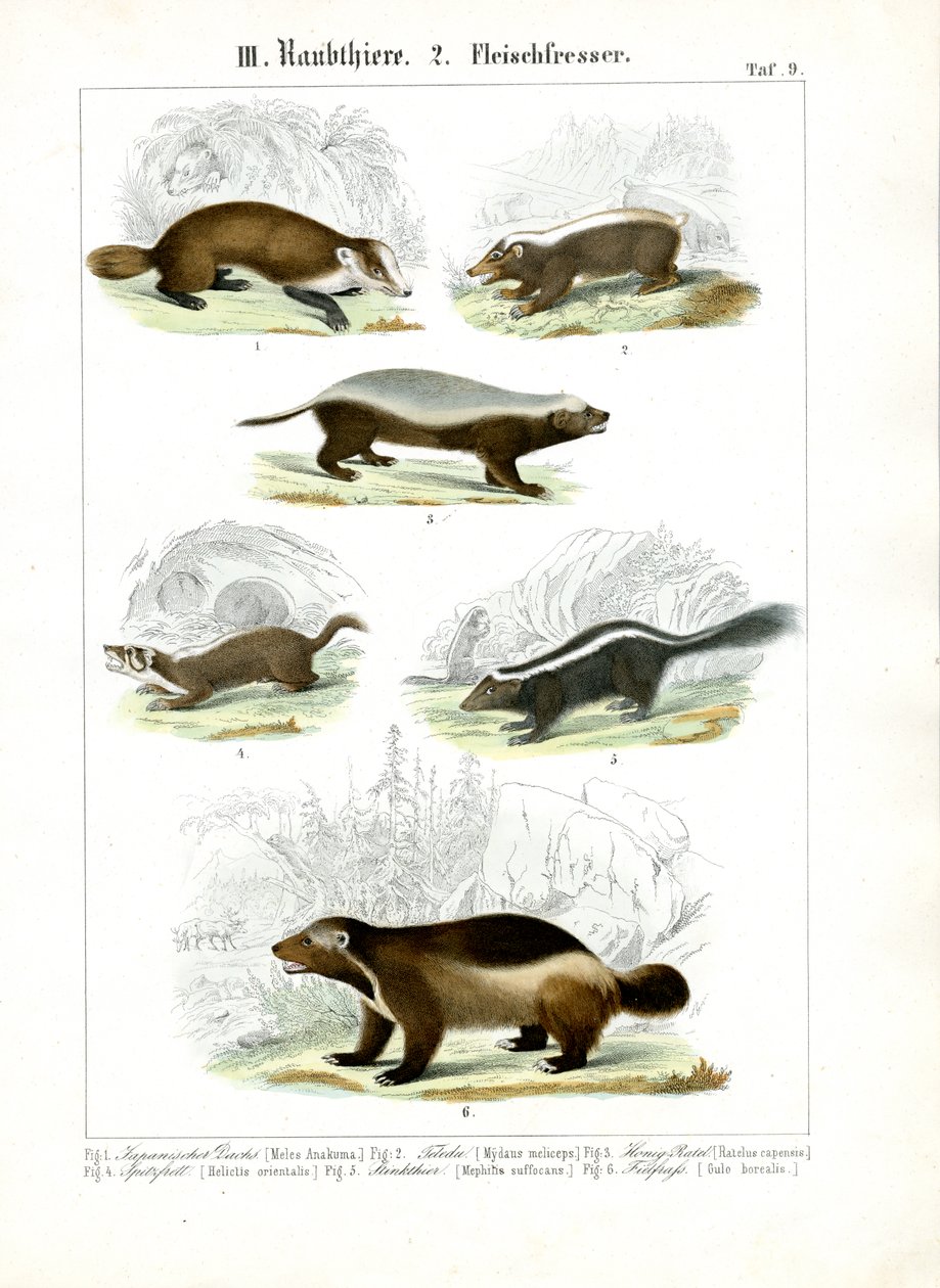 Mustelidien lihansyöjät tekijältä C. Roth