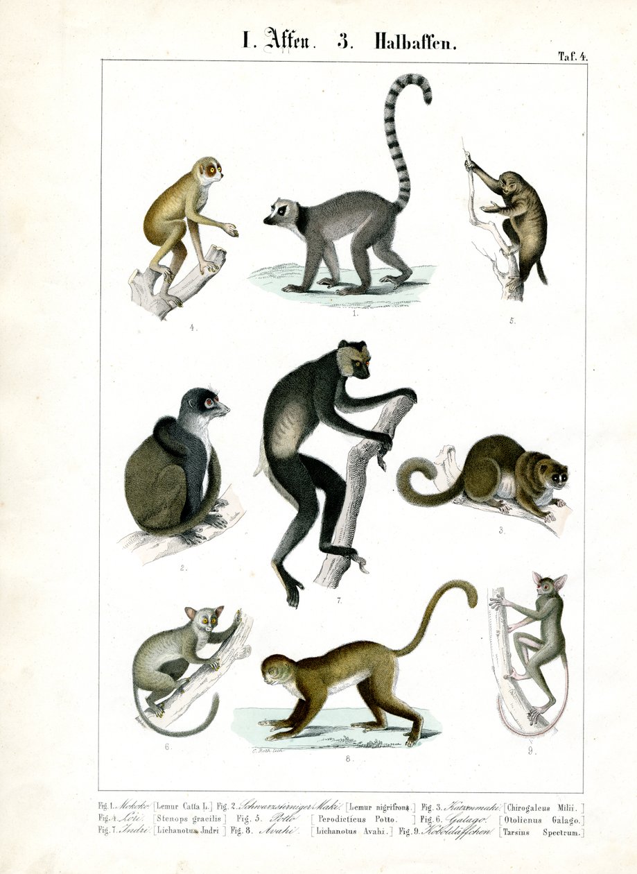 Prosimians ja Lemurs tekijältä C. Roth