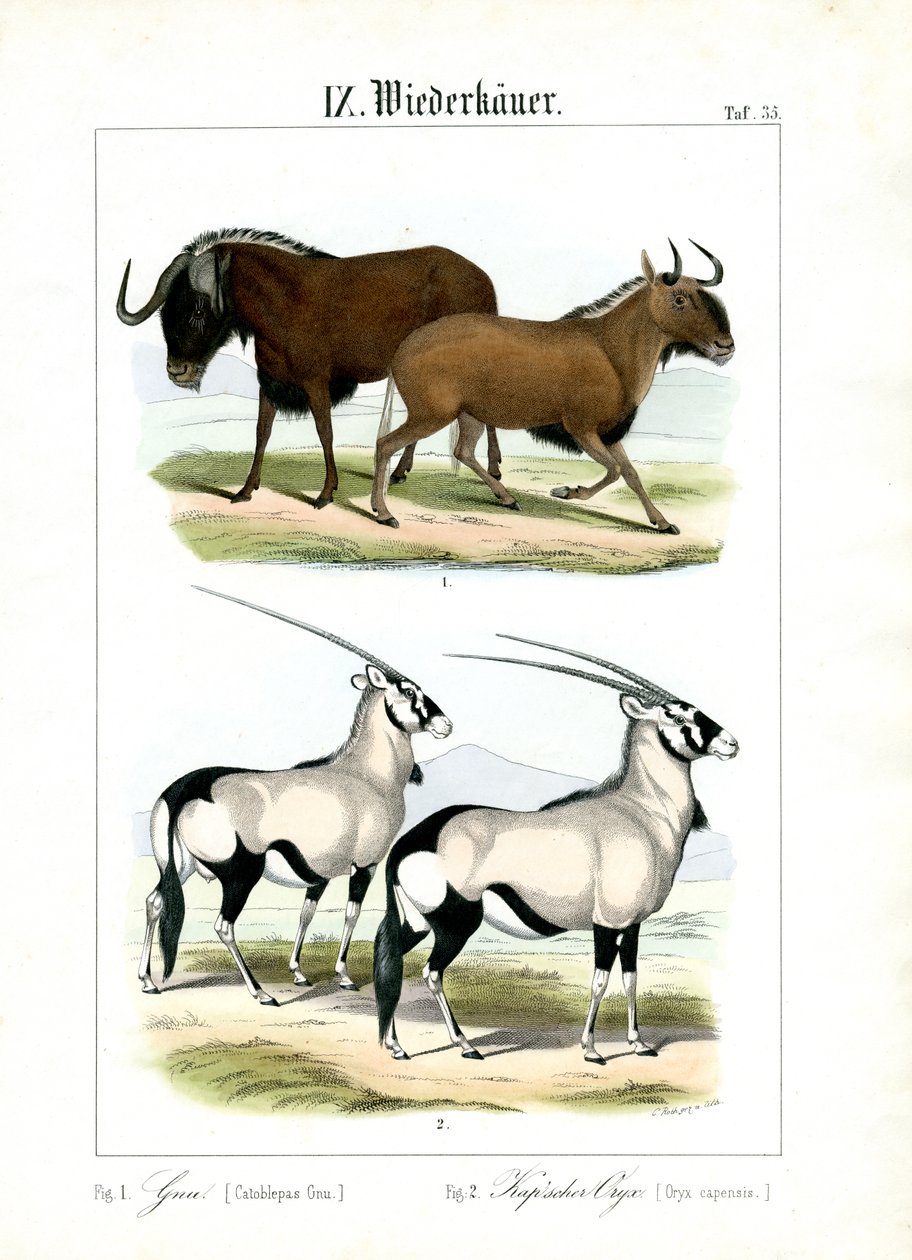 Gnuu ja Gemsbok tekijältä C. Roth