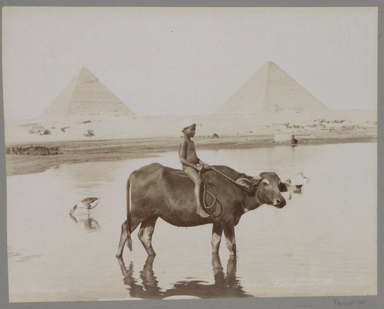 Jongen op een buffel met op de achtergrond twee piramides in Egypte Beufe et Pyramides (title on object) tekijältä C. and G. Zangaki