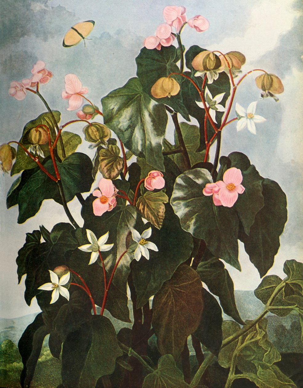 "Oblique-leaved Begonia", 1800, 1948. tekijältä Caldwell