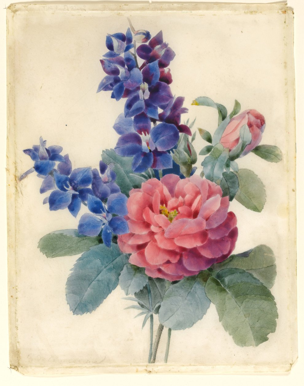 Kukat, ruusut ja Larkspur (wc ja vartaloväri vellum) tekijältä Camile de Chanteraine
