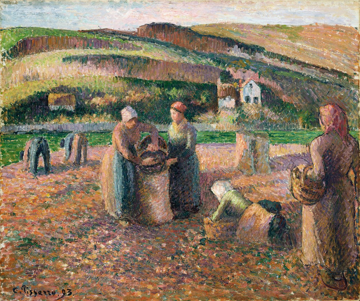 Perunoiden poiminta, 1893 tekijältä Camille Jacob Pissarro