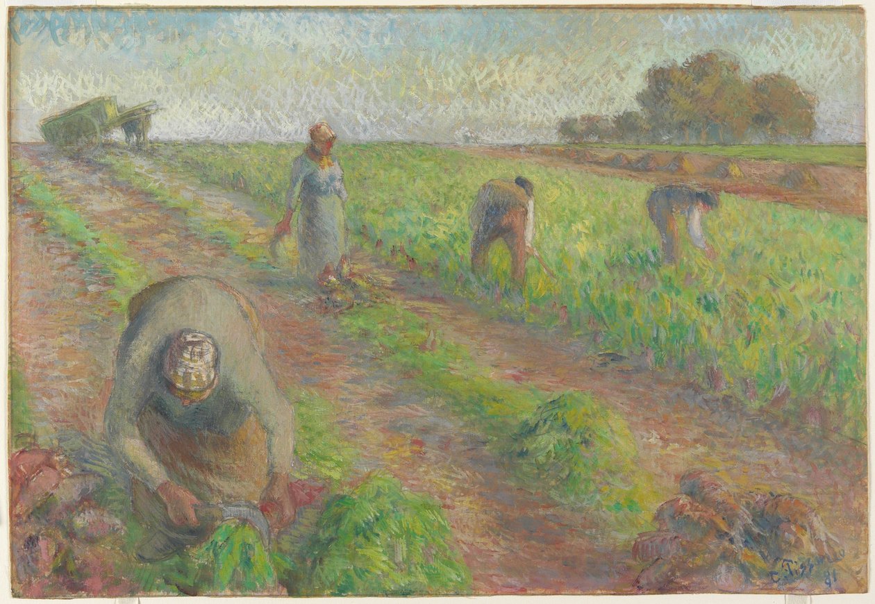 The Beet Harvest, 1881 (guassi grafiitin päällä pellavalla) tekijältä Camille Jacob Pissarro