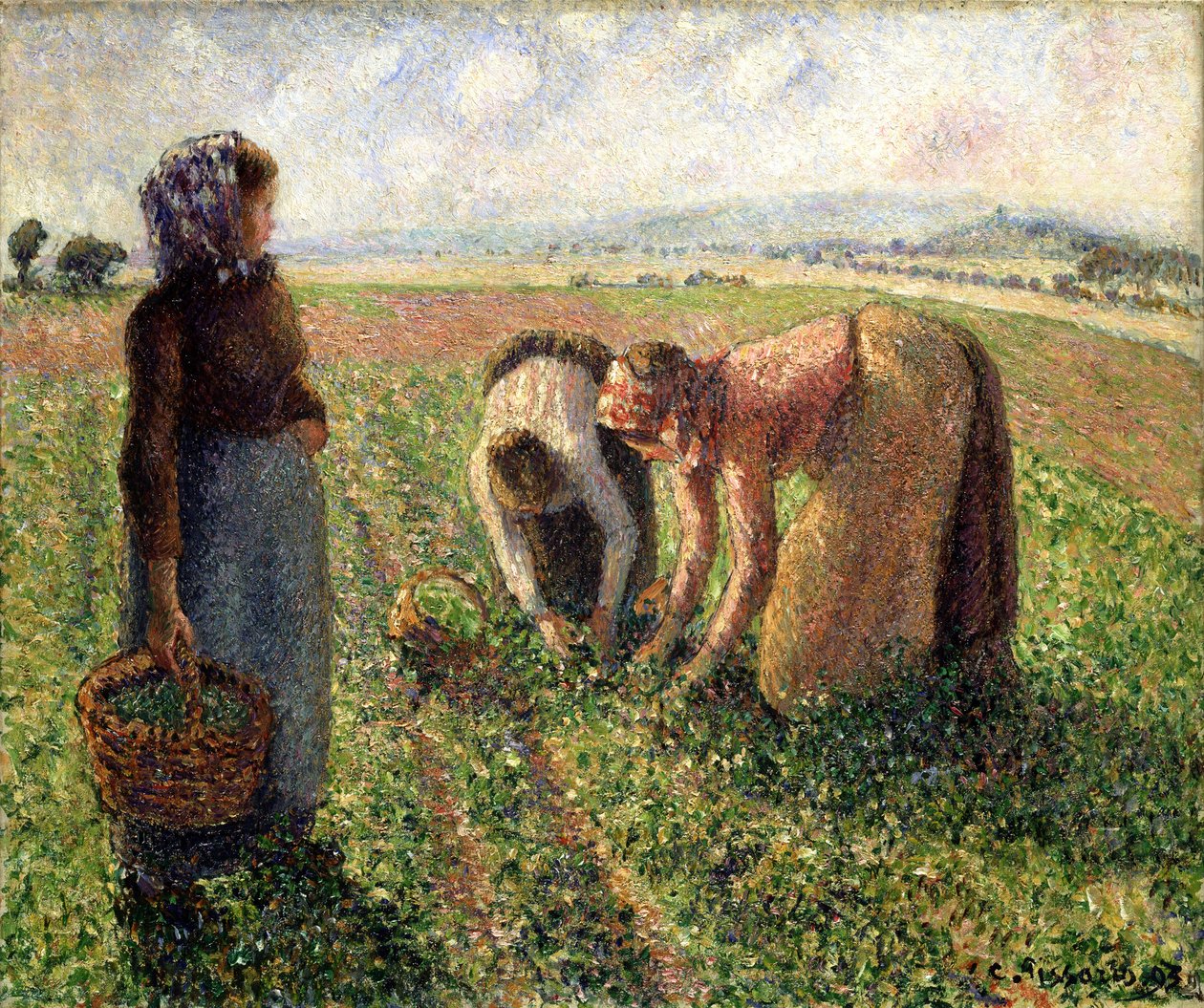 Herneen sato, Eragny, 1893. tekijältä Camille Jacob Pissarro