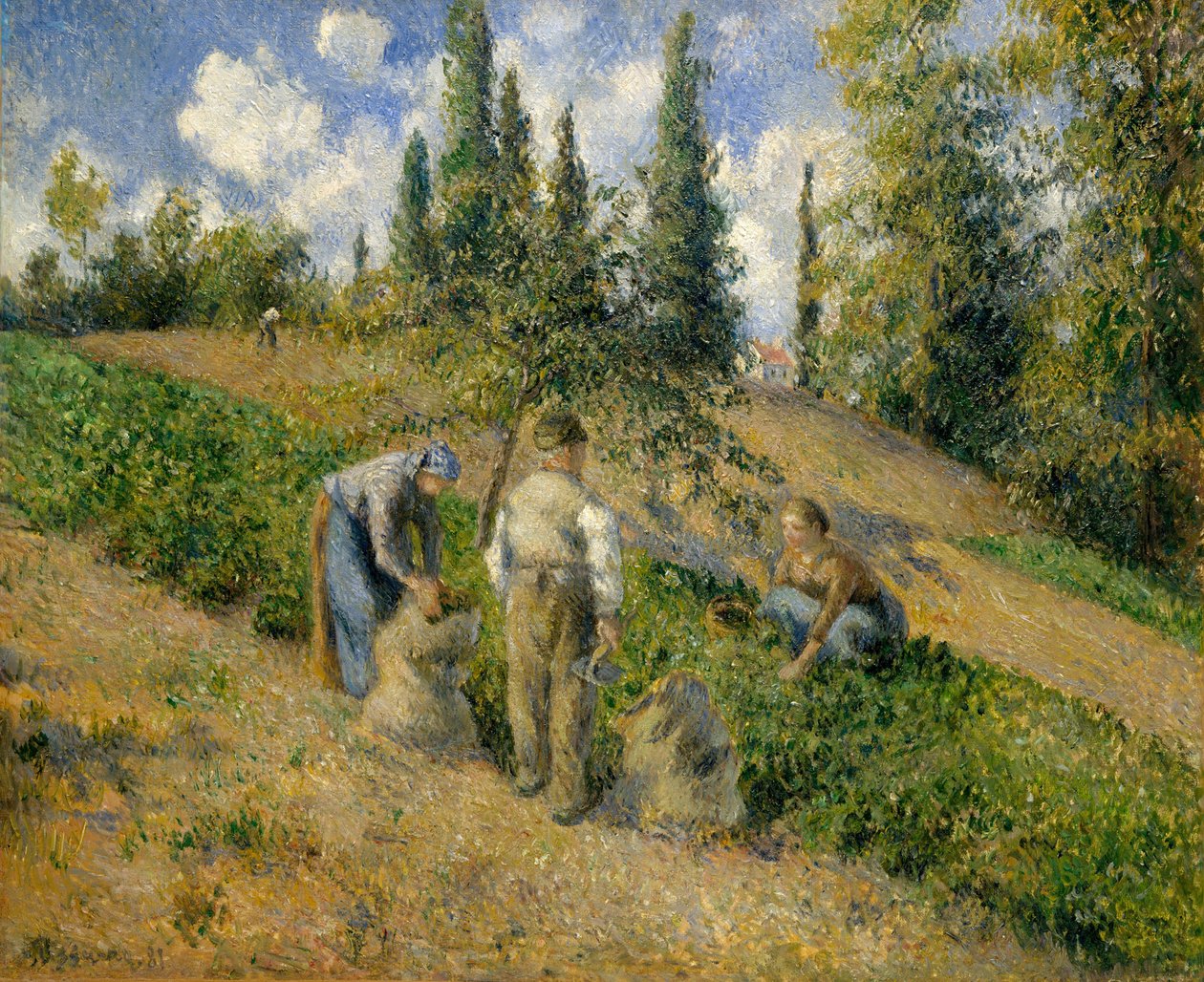 The Harvest, Pontoise The Harvest, Pontoise, 1881. tekijältä Camille Jacob Pissarro