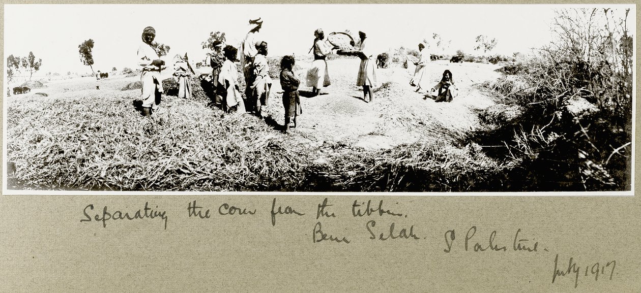 Beduiinit erottavat maissia, Beni Saleh, heinäkuu 1917 tekijältä Capt. Arthur Rhodes