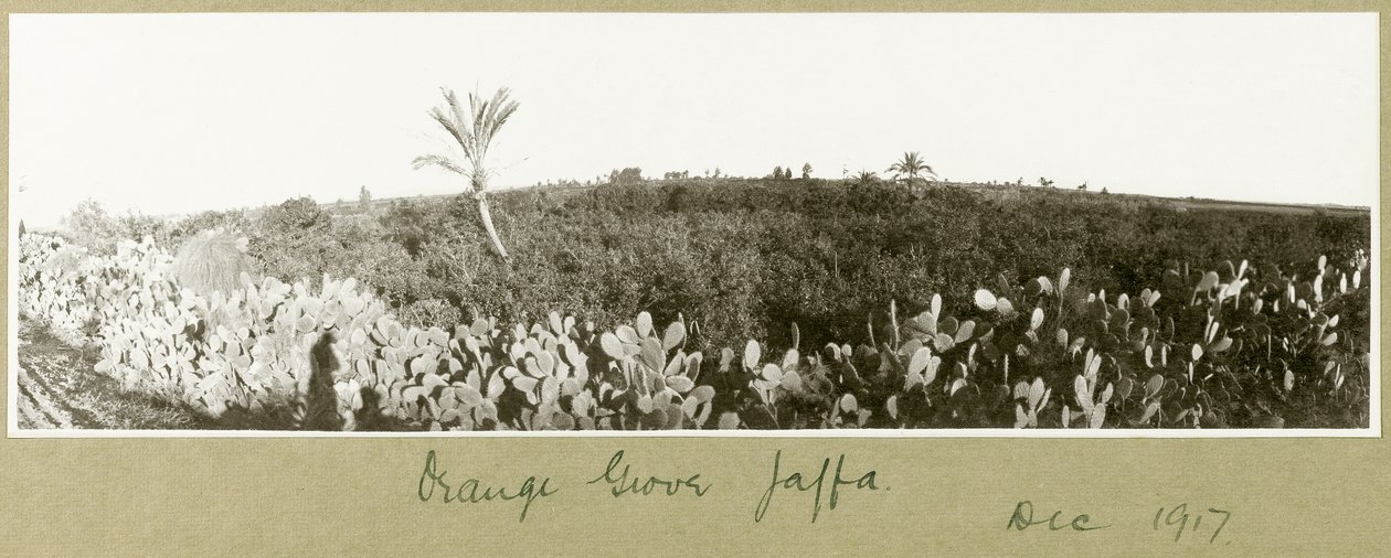 Orange Grove, Jaffa, joulukuu 1917 tekijältä Capt. Arthur Rhodes