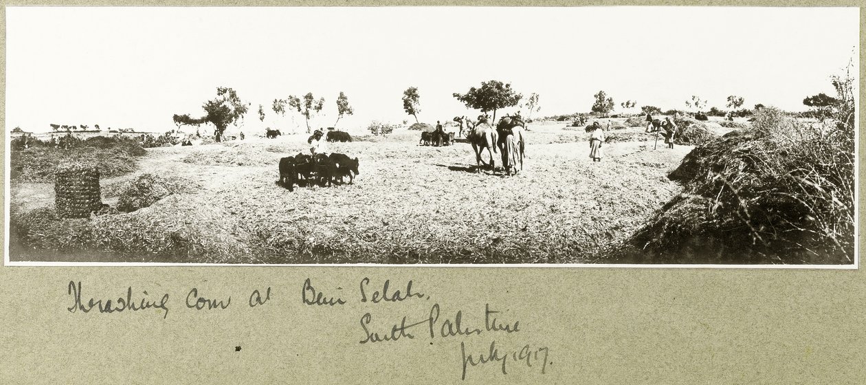 Maissin puinti Beni Selahissa, heinäkuussa 1917 tekijältä Capt. Arthur Rhodes