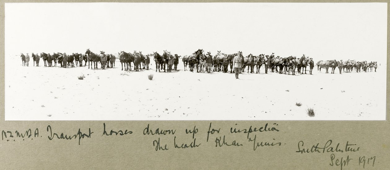N.Z.M.F.A.:n kuljetushevosia tarkastusta varten rannalla, Khan Yunis, syyskuu 1917. tekijältä Capt. Arthur Rhodes