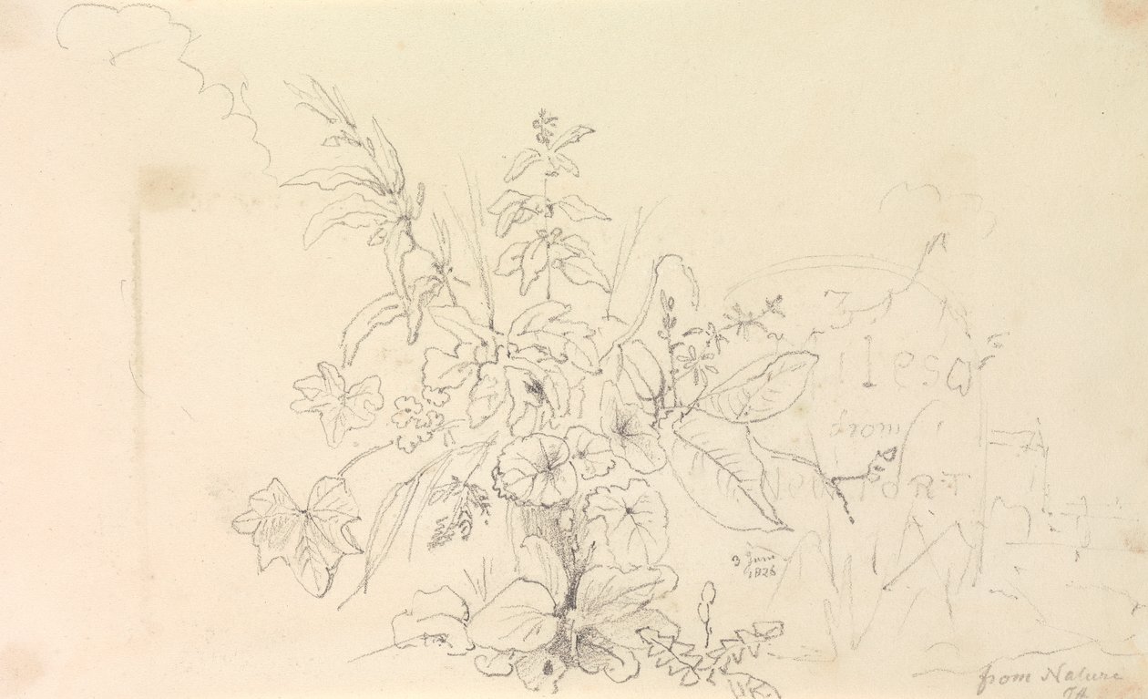 Luonnos kasveista ja virstanpylväs luonnosta, 3. kesäkuuta 1826 tekijältä Capt. Thomas Hastings