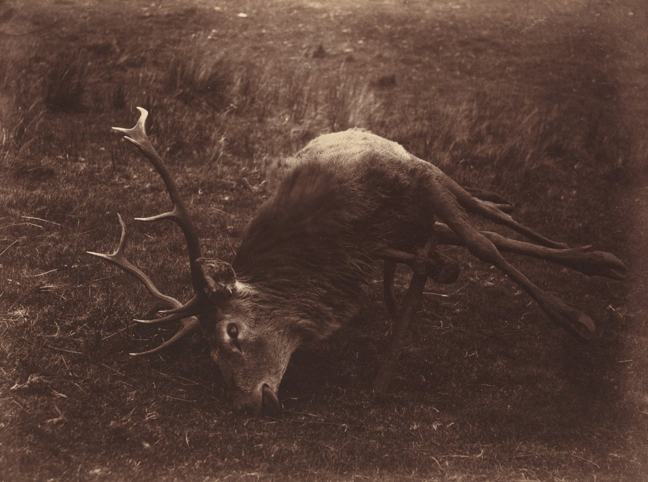 Kuollut hirvieläin tekijältä Captain Horatio Ross