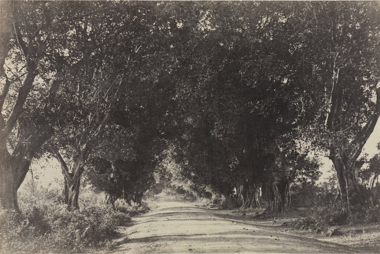Avenue of the Banyan Trees, Sheringham, Intia tekijältä Captain Linnaeus Tripe