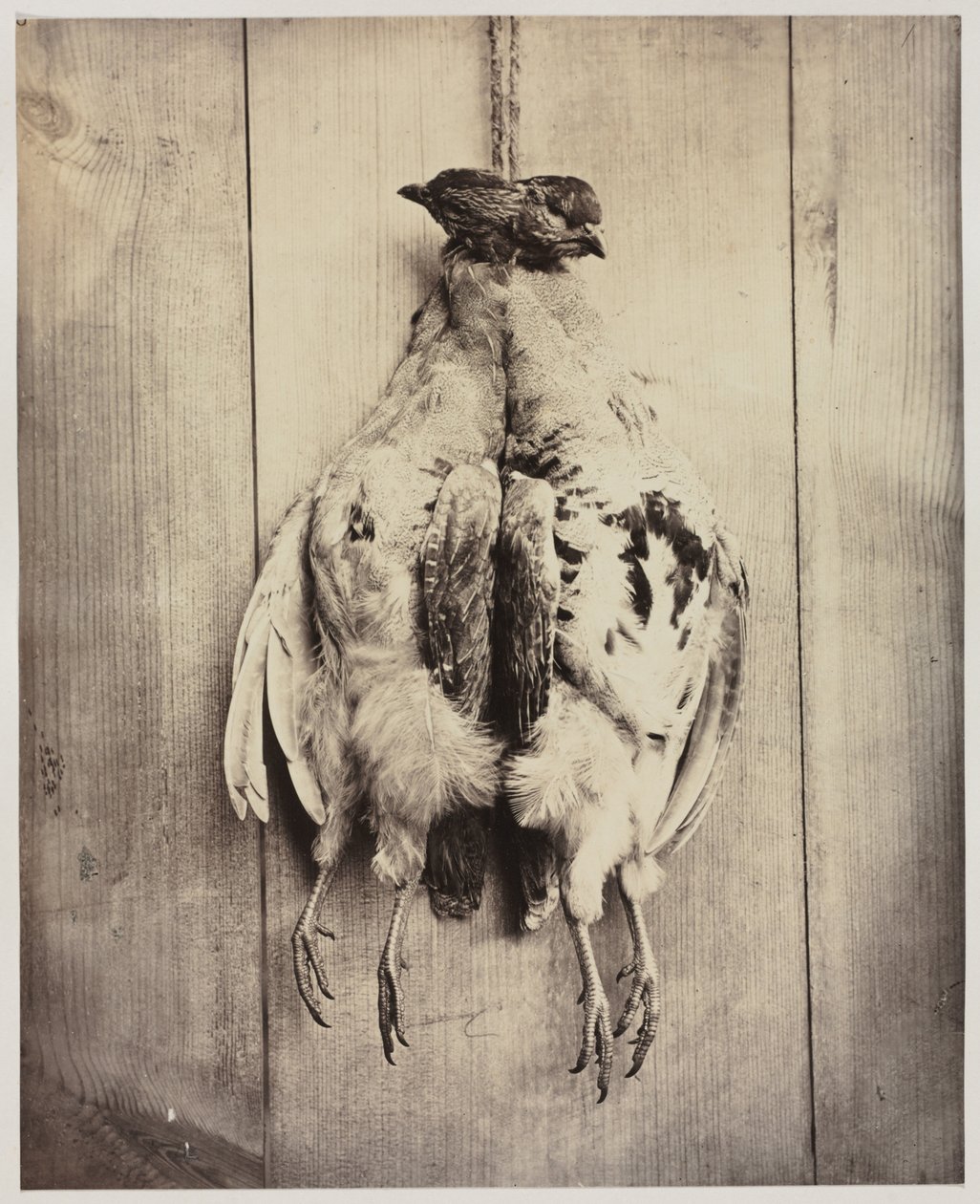 Partridges recto, L.D. Campbellin hauta verso, n. 1861. tekijältä Captain N. Baily
