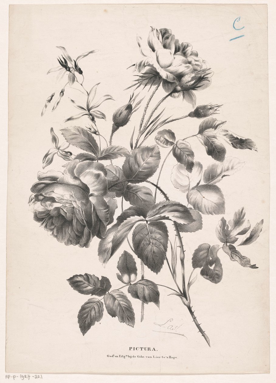 Twee rosen Pictura (sarjan otsikko objektissa) tekijältä Carel Christiaan Antony Last
