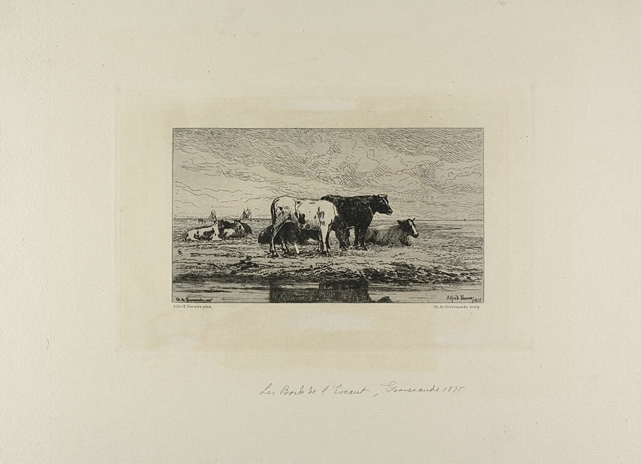 Escaut