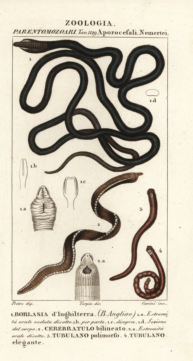 Saapasnauhamato, Lineus longissimus 1, Borlasia angliae 1, proboscis mato, Cerebratulus bilineatus 2, Cerebratulus bilineatus 2, nauhamato, Tubulanus polimorphus 3, Tubulanus elegans 4 tekijältä Carini Carini