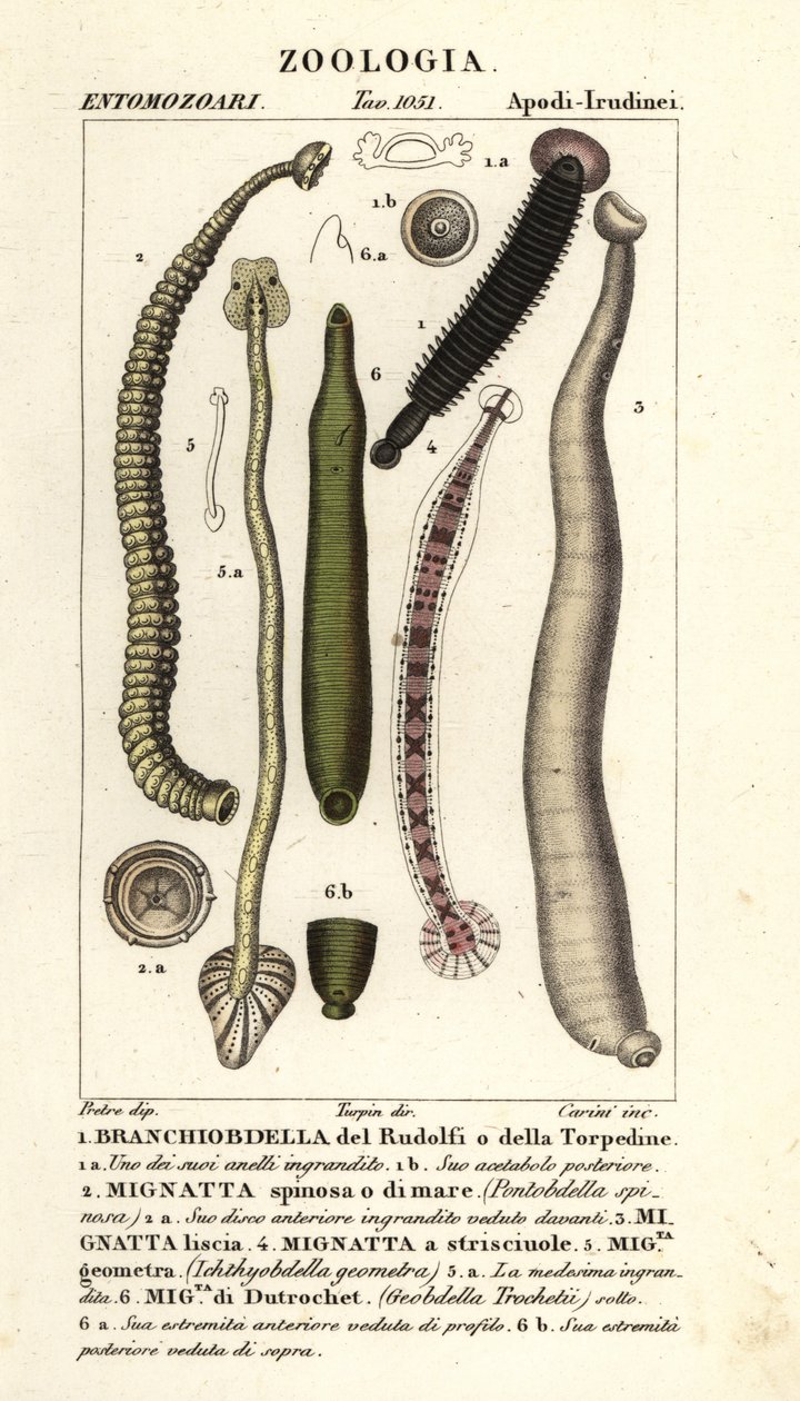 Kalamato ja makean veden iilimato: Branchiobdellida 1, Pontobdella spinosa 2, Whitmania laevis 3, Hirudo vittata 4, Piscicola geometra 5, Ichthyobdella geometra 5, Geobdella trochetii 6 tekijältä Carini Carini