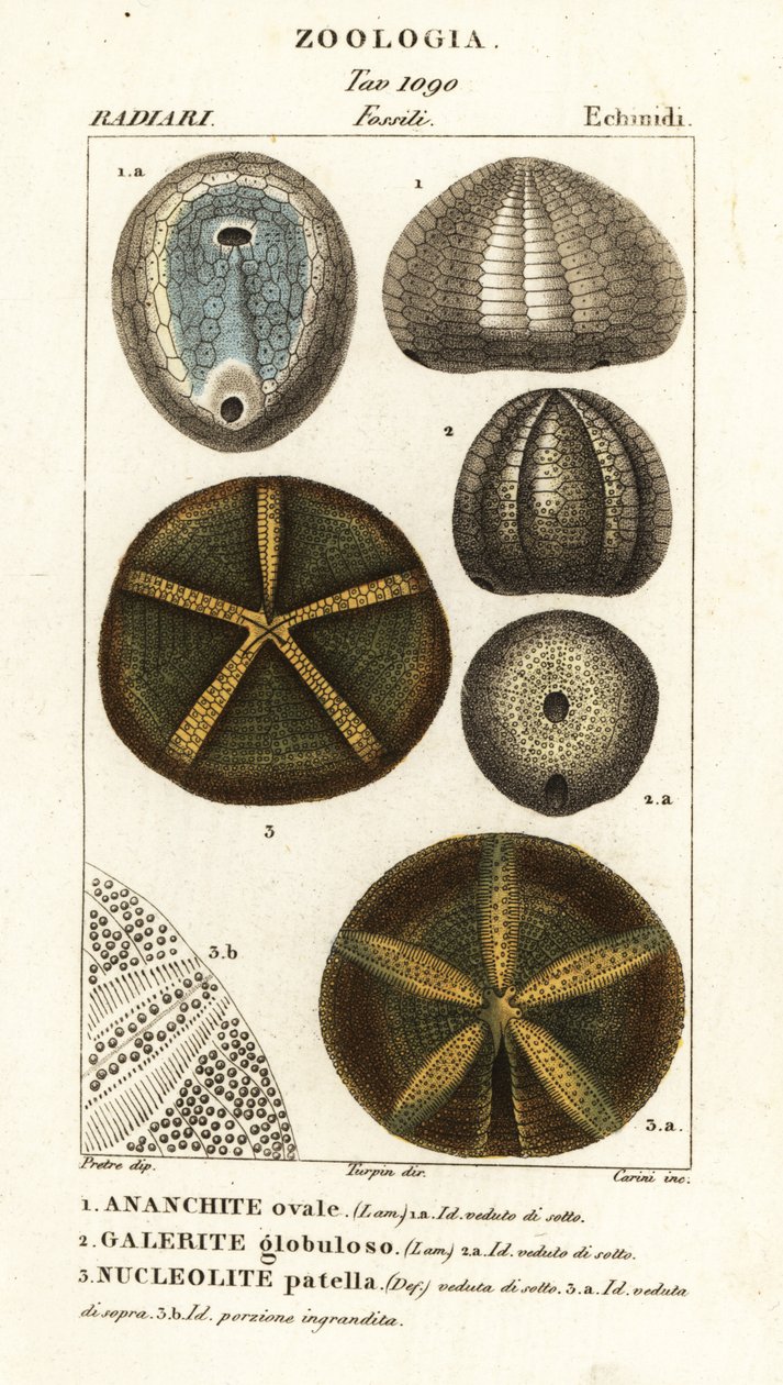 Kuolleiden merisiilien fossiilit: Echinocorys (Ananchites) 1, Galerites globulosus 2 ja Nucleolites patella 3 tekijältä Carini Carini