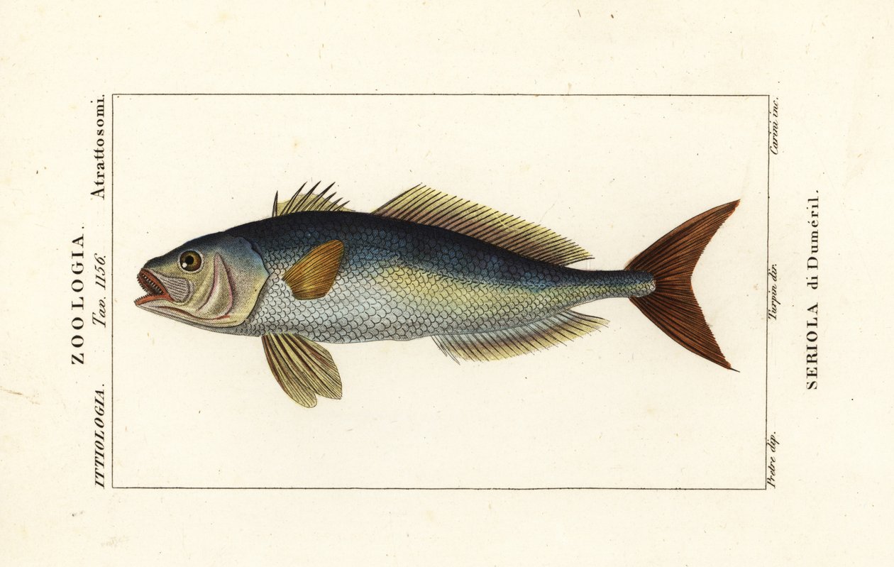 Amberjack, Seriola dumerili, Seriola di Dumeril tekijältä Carini Carini