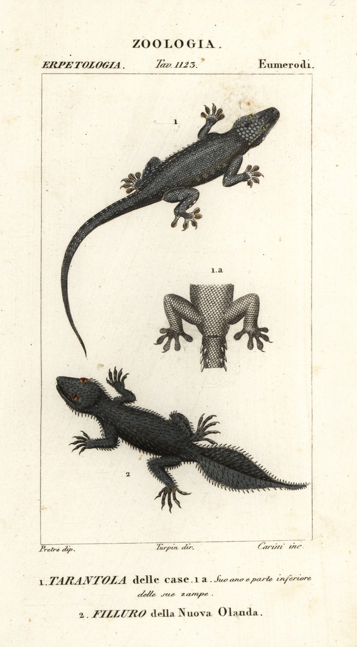 Talogekko, Hemidactylus frenatus 1 ja leveähäntägekko, Phyllurus platurus 2 tekijältä Carini Carini
