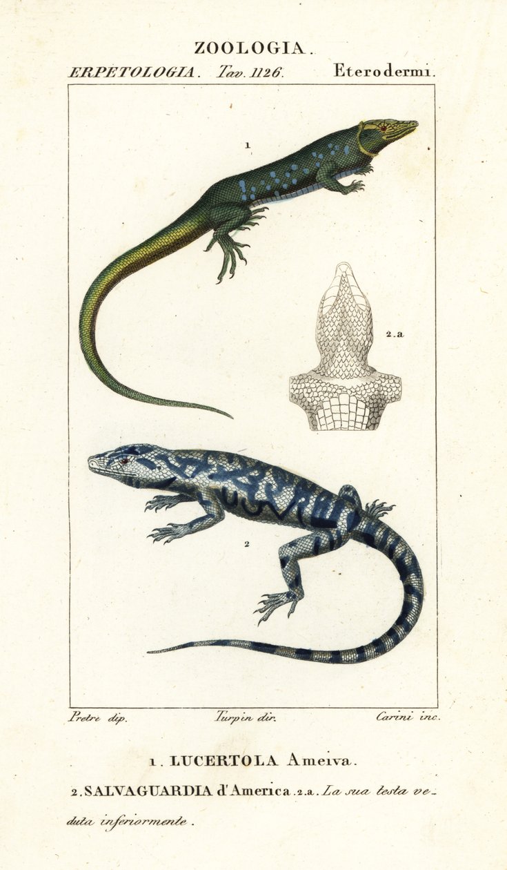Viidakkojuoksu, Ameiva ameiva,, Lucertola ameiva 1 ja kultainen tegu, Tupinambis teguixin, Safeguard of America tekijältä Carini Carini