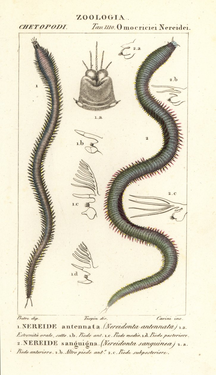 Leodice antennata, Nereidonta antennata 1 ja Eunice sanguinea, Nereidonta sanguinea 2 tekijältä Carini Carini
