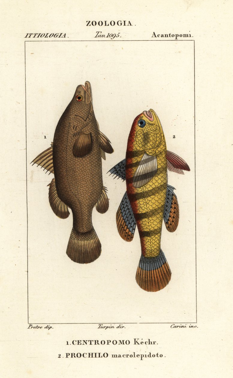 Niilin ahven, Lates niloticus ja unikala tai gudgeon, Ophiocara macrolepidota tekijältä Carini Carini