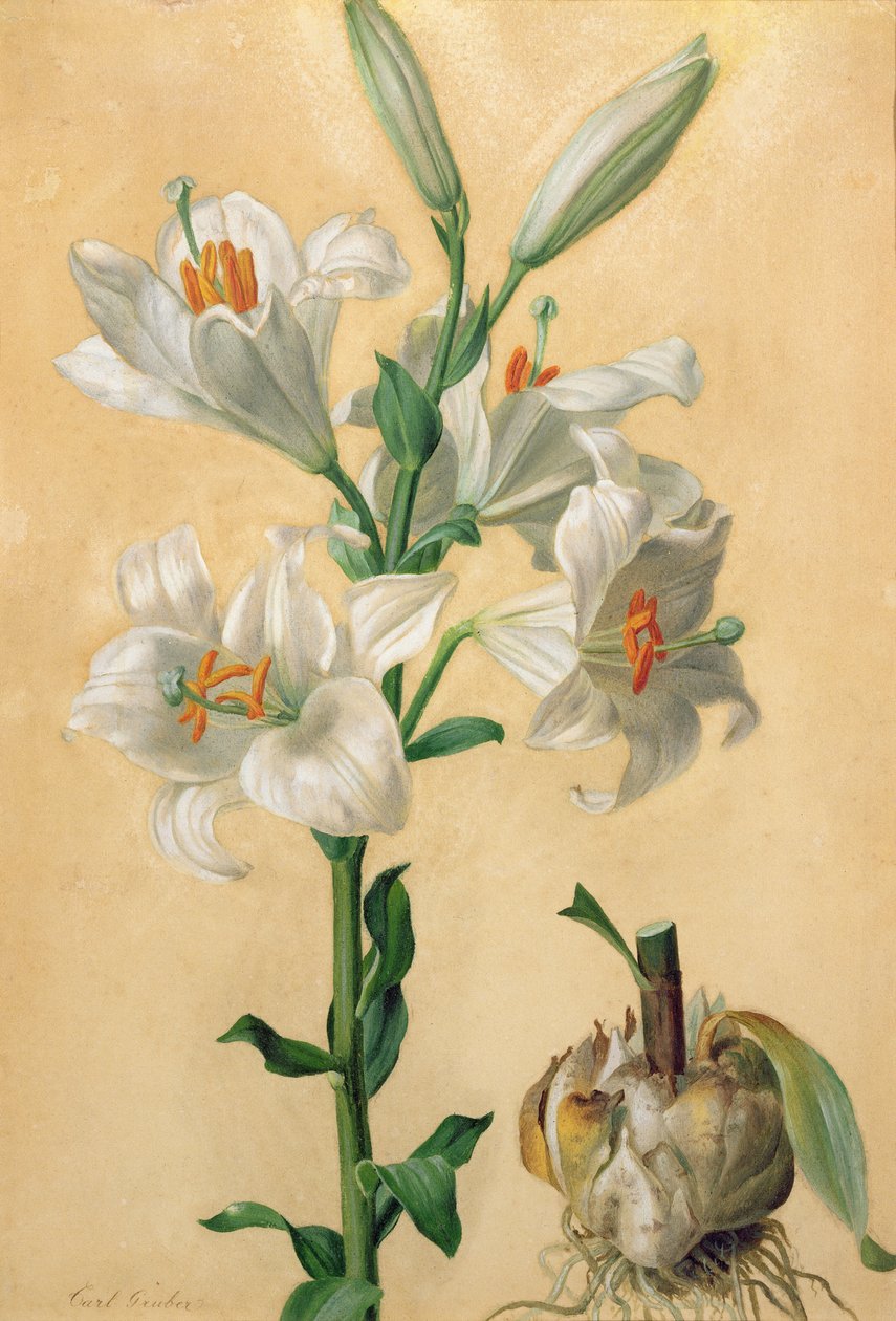 Valkoinen lilja (Amaryllis Candidum) (guassi) tekijältä Carl Franz Gruber