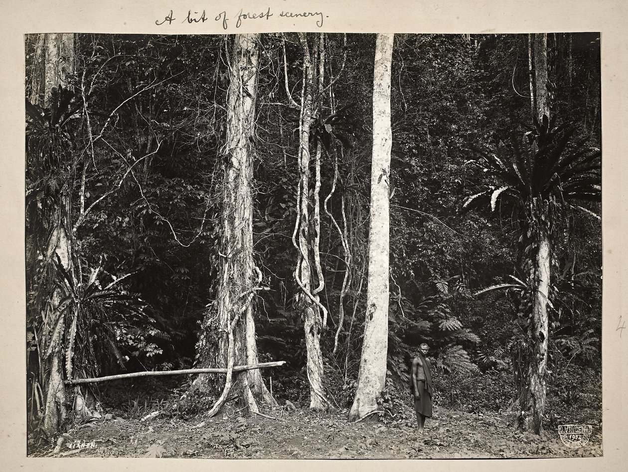 Lianen eli kiipeilykasvit, 1904 (platinaprintti) tekijältä Carl Vincenti