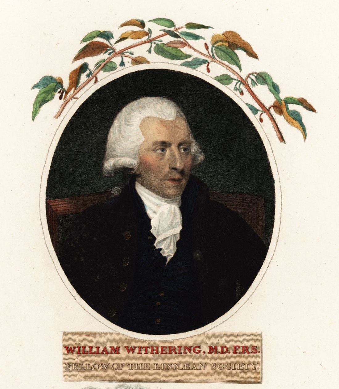 Lääkäri ja kasvitieteilijä William Witheringin muotokuva tekijältä Carl Frederik van (after) Breda