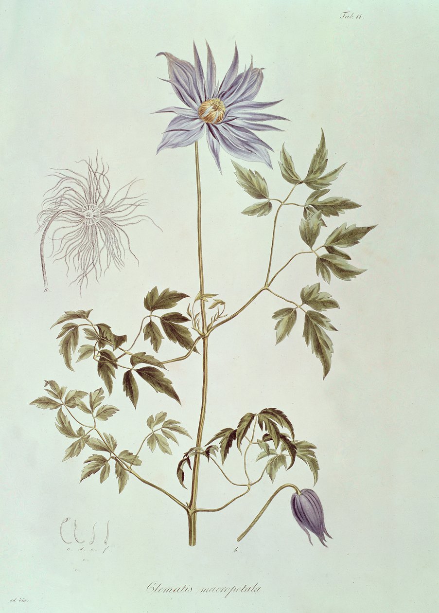 Clematis macropetala, "Icones Plantarum Floram Rossicam" vuodelta 1829 tekijältä Carl Friedrich von Ledebour